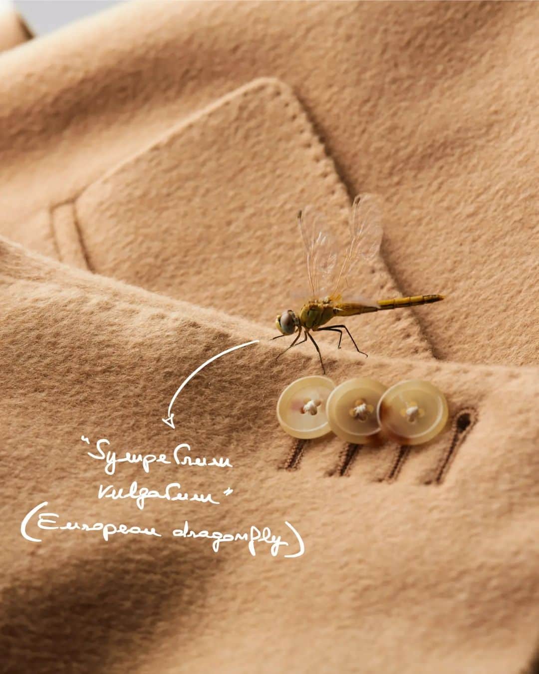 ラファエルカルーゾさんのインスタグラム写真 - (ラファエルカルーゾInstagram)「Caruso's hidden details: dragonfly on Gobigold Aida coat.  #carusomenswear #fw2324 #playfulelegance」12月23日 20時24分 - carusomenswear