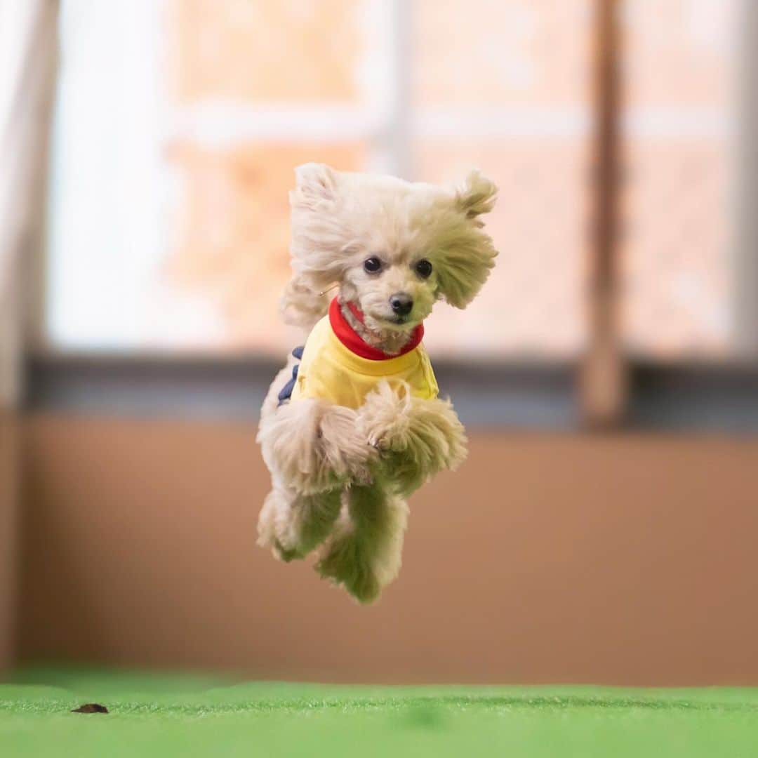 五十嵐健太さんのインスタグラム写真 - (五十嵐健太Instagram)「浮遊犬（ヘルシーアニマルズ撮影会　2021.1）  千葉県佐倉市ユーカリが丘 「ドッグガーデンユーカリ」さんで犬撮影をします  犬がジャンプしてる瞬間 愛犬との家族写真 活き活きした愛犬の瞬間 思い出を写真で残せます  撮影は随時受付しますので、興味のある方はお気軽にメッセージかメールでご連絡ください @tobineko_0   撮影料 10,000円＋ドッグラン使用料1匹2310円〜 ※事前予約が必要となります  #ペット写真館　#ペット撮影会　#犬撮影会　#浮遊犬  #飛び猫」12月23日 22時45分 - tobineko_0