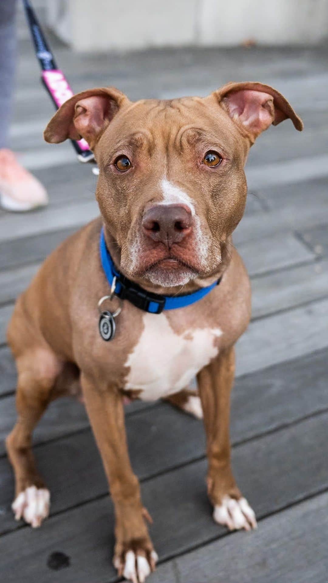 The Dogistのインスタグラム：「ADOPTABLE: Clarinet, Pit Bull mix (4 y/o), Gantry Plaza State Park, Queens, NY • “She’s really lovely. She’ll just cuddle up with you on the couch, and she loves being snuggled in a blanket. She loves everyone she meets. She’s from the city – they found her in a box with three of her puppies. I think she’d do well with older kids. She’s happy to play, but then as soon as she gets home, she settles right down. She’s a city girl through and through, so she’s not startled by noises. She’s very quiet and calm, she doesn’t bark a lot. She’s fully house trained and fully crate trained. She’s ready to go.”   Clarinet is available for adoption now via @heartsandbonesrescue!」