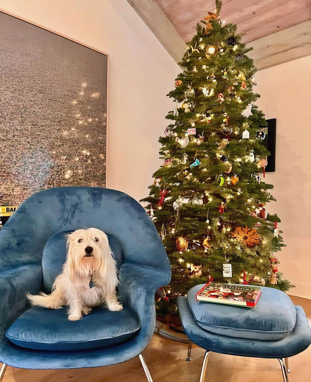 サラ・ラファティさんのインスタグラム写真 - (サラ・ラファティInstagram)「Rupert would like me to wish you a Merry Christmas and to kindly get the Fa La La out of his Christmas chair. Thank you @roveconcepts 🎄🎁」12月24日 4時57分 - iamsarahgrafferty