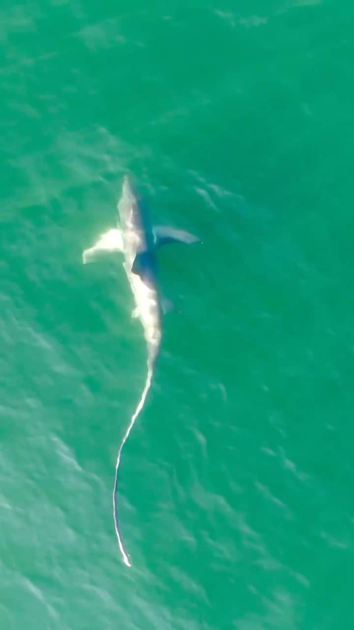 Costa Sunglassesのインスタグラム：「Epic, extremely rare capture from @suttonlynch:  "Ever seen a thresher shark before? Threshers are a relatively shy species known for their long, whip-like tails that often measure in at nearly half their body length. They can grow up to 20 feet, but are on average 14ft long. This one looks to be a bit shorter at roughly 10-12 feet. I’ve watched these sharks swim along the shoreline a few times before; either slashing through schools of fish, or cruising in calm surf, but this was the first time I’ve captured one from the drone. They weaponize their tails like trebuchets, slinging the tail-tip over their heads to stun prey at an average speed of 30mph (the fastest recorded speed is 80mph). I often find solitary, uncommon species like this when I’m flying back from filming something else or aimlessly scanning the shoreline. So far I’ve discovered species like marlin, sunfish, hammerheads, sandbar sharks, sand tiger sharks, and now a thresher this way."  #ThresherShark #SeeWhatsOutThere」