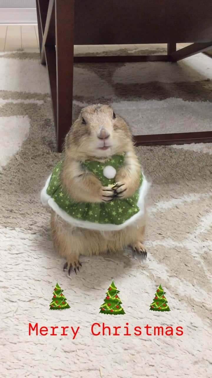 ikaoのインスタグラム：「くんた。Kunta. 🎄Merry Christmas🎄 and best wishes for the New Year ❤️ #prairiedog #プレーリードッグ #うちのいきものさん」