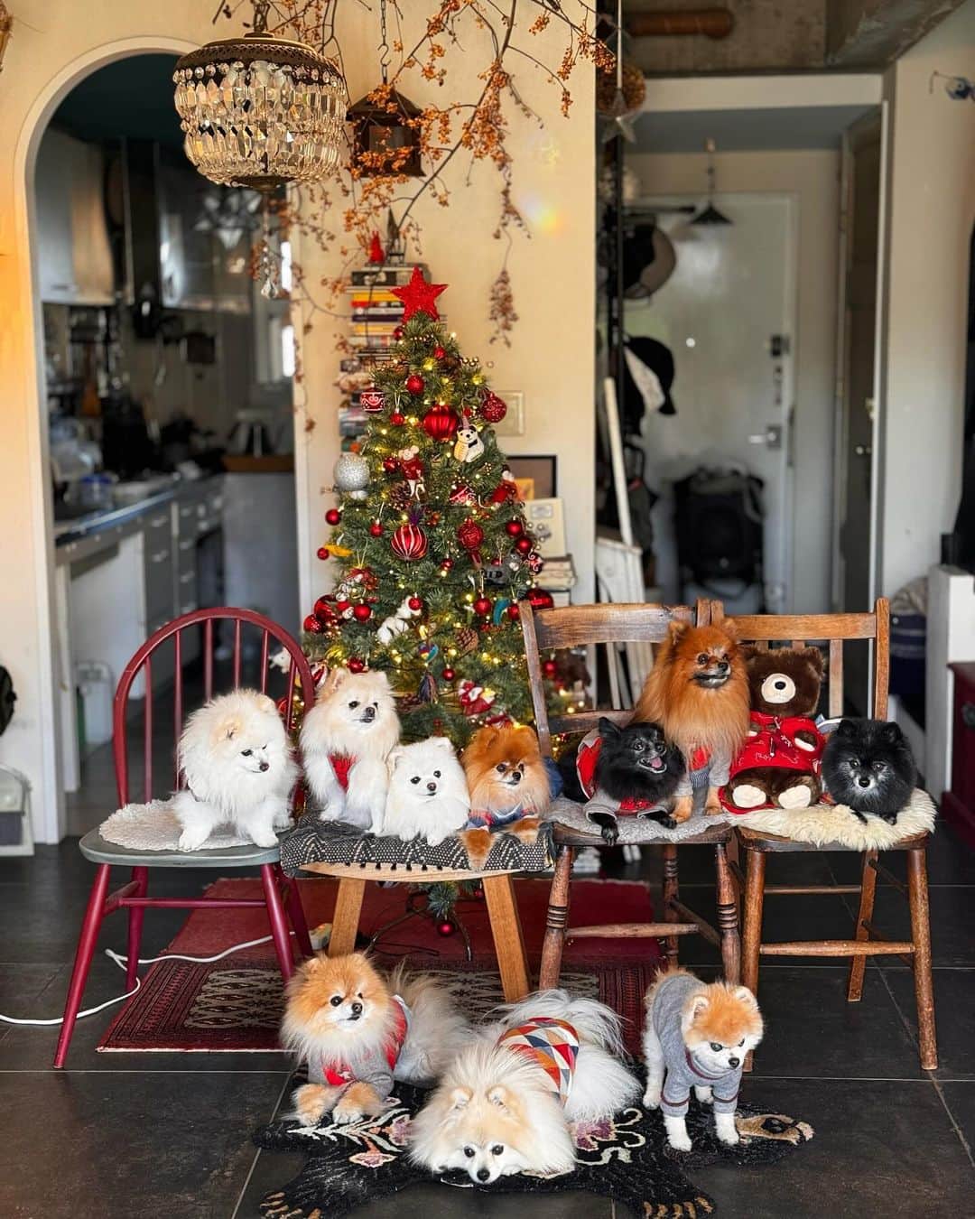 ポテチンさんのインスタグラム写真 - (ポテチンInstagram)「Happy Holidays 🌟  今年も遊びに来てくれたみんなありがとうー！ 7枚目の素敵空間は@poava777 さん家！ 3兄弟に会えてよかったよー  また来年！  ポテは全盲になっちゃったけど、元気です。手術して黒眼が蘇ったせいか目線が合うような錯覚に陥ります。かわいい…  #ポメラニアン #pomeranian #ポメ #pom #pomi #pome #pomstagram #dogstagram #pero #pommy #pommylove #pomlove #mypom #pomeranianpage」12月24日 20時43分 - pom.potechin