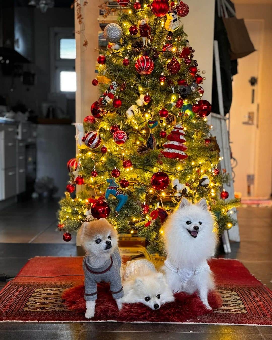 ポテチンさんのインスタグラム写真 - (ポテチンInstagram)「Happy Holidays 🌟  今年も遊びに来てくれたみんなありがとうー！ 7枚目の素敵空間は@poava777 さん家！ 3兄弟に会えてよかったよー  また来年！  ポテは全盲になっちゃったけど、元気です。手術して黒眼が蘇ったせいか目線が合うような錯覚に陥ります。かわいい…  #ポメラニアン #pomeranian #ポメ #pom #pomi #pome #pomstagram #dogstagram #pero #pommy #pommylove #pomlove #mypom #pomeranianpage」12月24日 20時43分 - pom.potechin