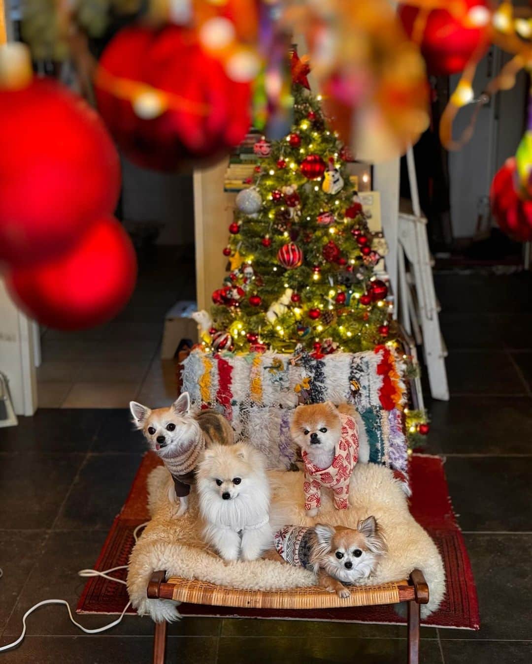 ポテチンさんのインスタグラム写真 - (ポテチンInstagram)「Happy Holidays 🌟  今年も遊びに来てくれたみんなありがとうー！ 7枚目の素敵空間は@poava777 さん家！ 3兄弟に会えてよかったよー  また来年！  ポテは全盲になっちゃったけど、元気です。手術して黒眼が蘇ったせいか目線が合うような錯覚に陥ります。かわいい…  #ポメラニアン #pomeranian #ポメ #pom #pomi #pome #pomstagram #dogstagram #pero #pommy #pommylove #pomlove #mypom #pomeranianpage」12月24日 20時43分 - pom.potechin