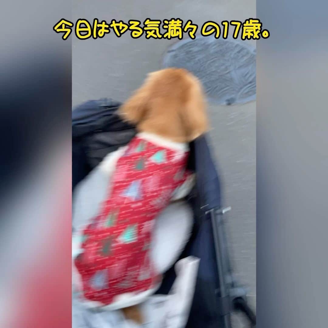 メルロコ一家の楽屋裏のインスタグラム