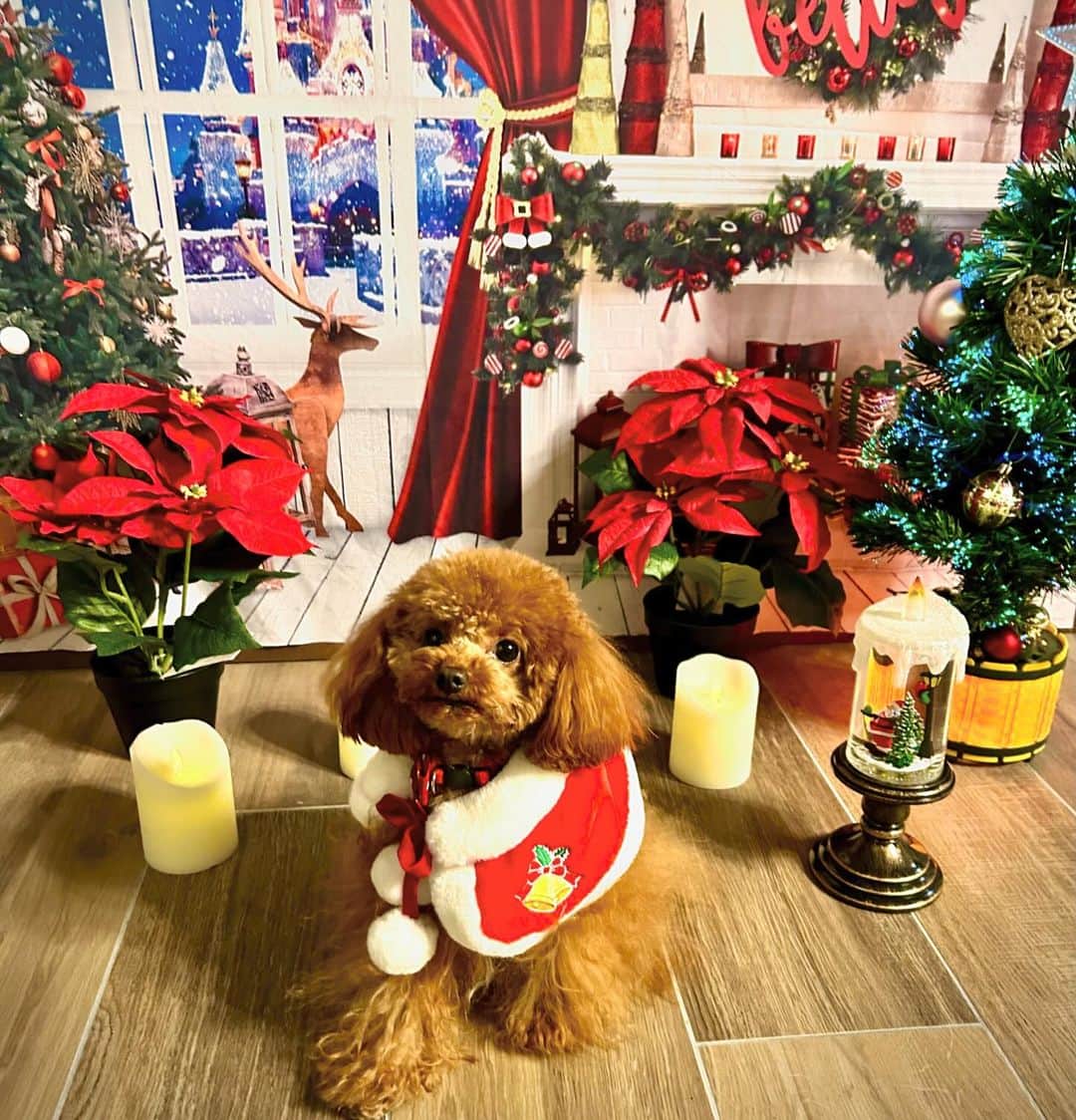 天音ゆめかのインスタグラム：「クリスマスも可愛いぼくたち🐩🎄 ・ ・ #クリスマス #メリクリ　#犬会 #犬メニュー　#神宮前 #ドックカフェ #トイプー会 #トイプー #ティーカッププードル #タイニープードル」