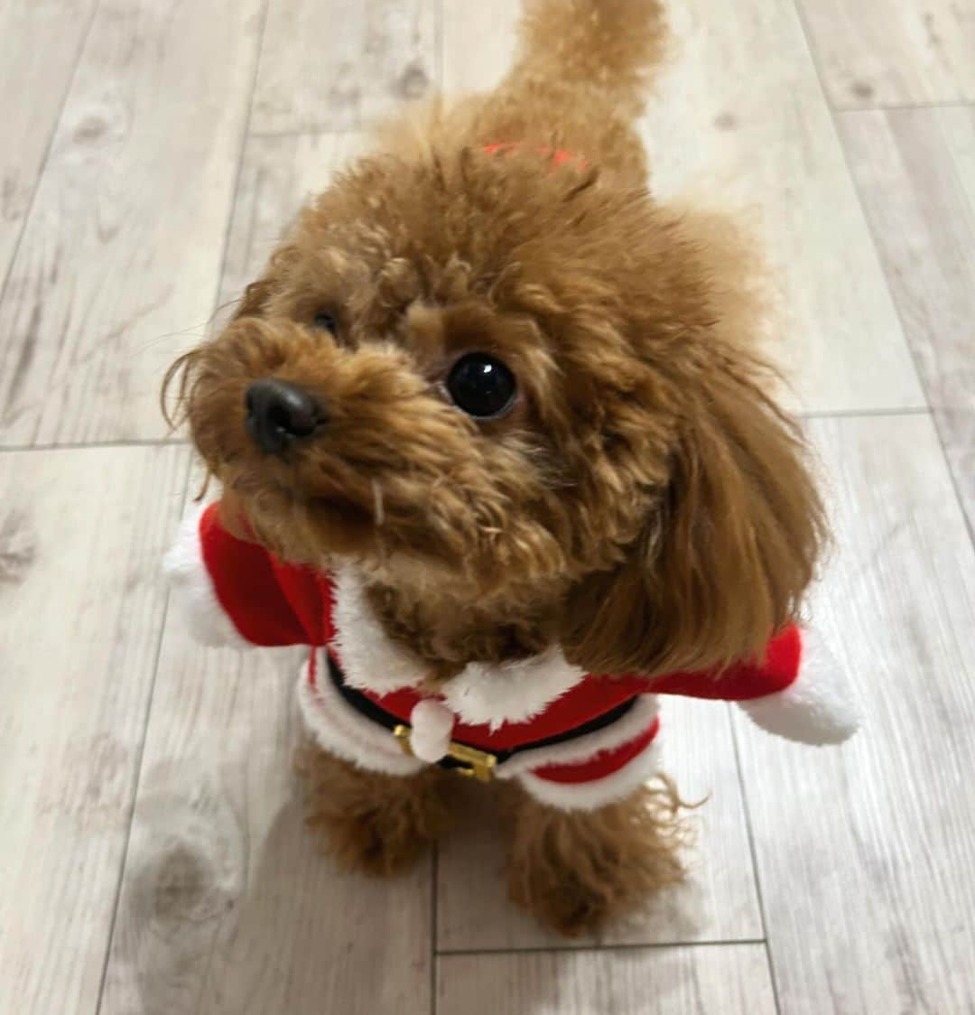 天音ゆめかさんのインスタグラム写真 - (天音ゆめかInstagram)「クリスマスも可愛いぼくたち🐩🎄 ・ ・ #クリスマス #メリクリ　#犬会 #犬メニュー　#神宮前 #ドックカフェ #トイプー会 #トイプー #ティーカッププードル #タイニープードル」12月25日 23時52分 - yumeka_0x0