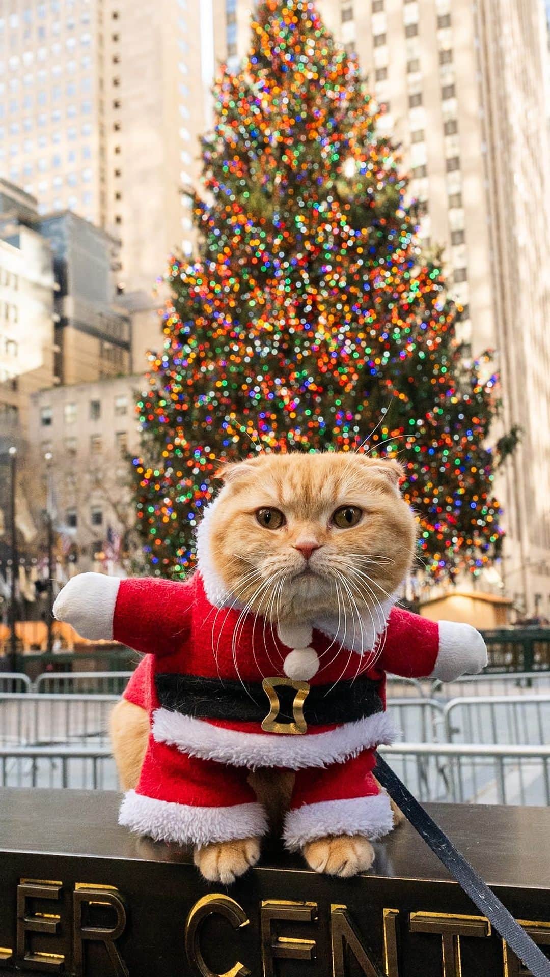The Dogistのインスタグラム：「Mocha & Spongecake, British Shorthair & Scottish Fold, Rockefeller Center, New York, NY • “I know dogs are very easygoing, but cats have their own personalities. If you want to gain their trust, you need to work on it. But once you have earned it, it’s amazing. It’s unbreakable.” @spongecake_thescottishfold   Merry Christmas! 🎄 Should Elias relaunch @thecatist?」