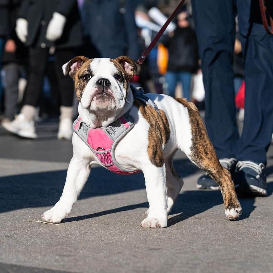 The Dogistさんのインスタグラム写真 - (The DogistInstagram)「Pepper, English Bulldog (4 m/o), Union Square, New York, NY • “She thinks she’s the boss, but you can’t let her know she is or it’ll go right to her head.” @miss_pepperpotts_」12月27日 1時50分 - thedogist