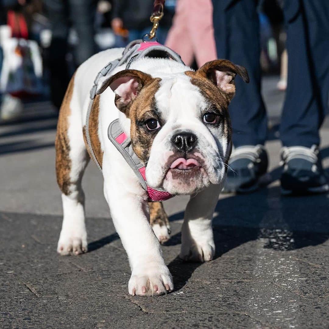 The Dogistさんのインスタグラム写真 - (The DogistInstagram)「Pepper, English Bulldog (4 m/o), Union Square, New York, NY • “She thinks she’s the boss, but you can’t let her know she is or it’ll go right to her head.” @miss_pepperpotts_」12月27日 1時50分 - thedogist