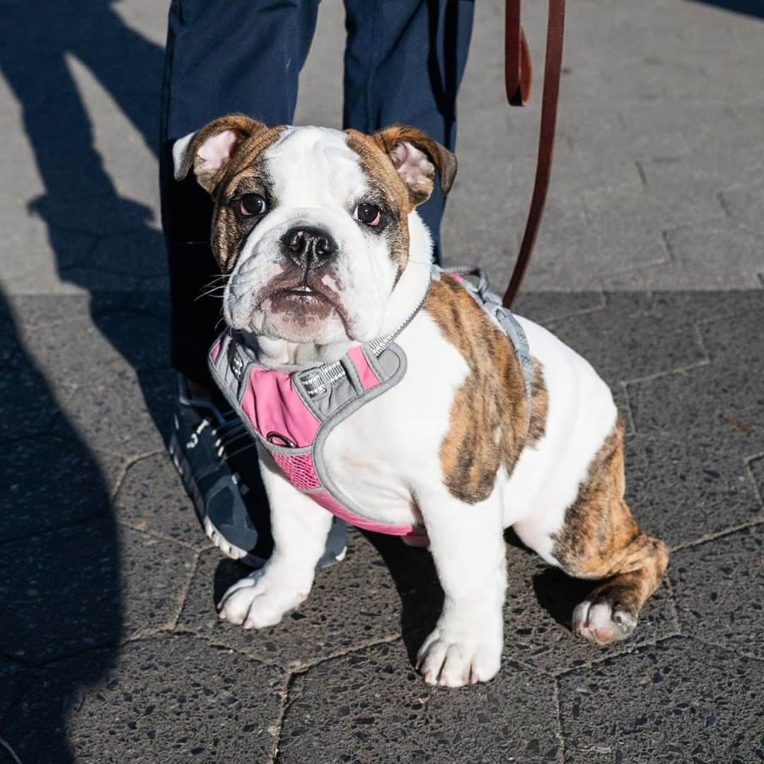 The Dogistさんのインスタグラム写真 - (The DogistInstagram)「Pepper, English Bulldog (4 m/o), Union Square, New York, NY • “She thinks she’s the boss, but you can’t let her know she is or it’ll go right to her head.” @miss_pepperpotts_」12月27日 1時50分 - thedogist