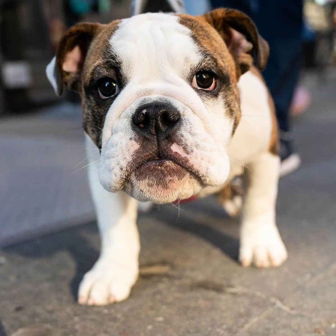 The Dogistさんのインスタグラム写真 - (The DogistInstagram)「Pepper, English Bulldog (4 m/o), Union Square, New York, NY • “She thinks she’s the boss, but you can’t let her know she is or it’ll go right to her head.” @miss_pepperpotts_」12月27日 1時50分 - thedogist