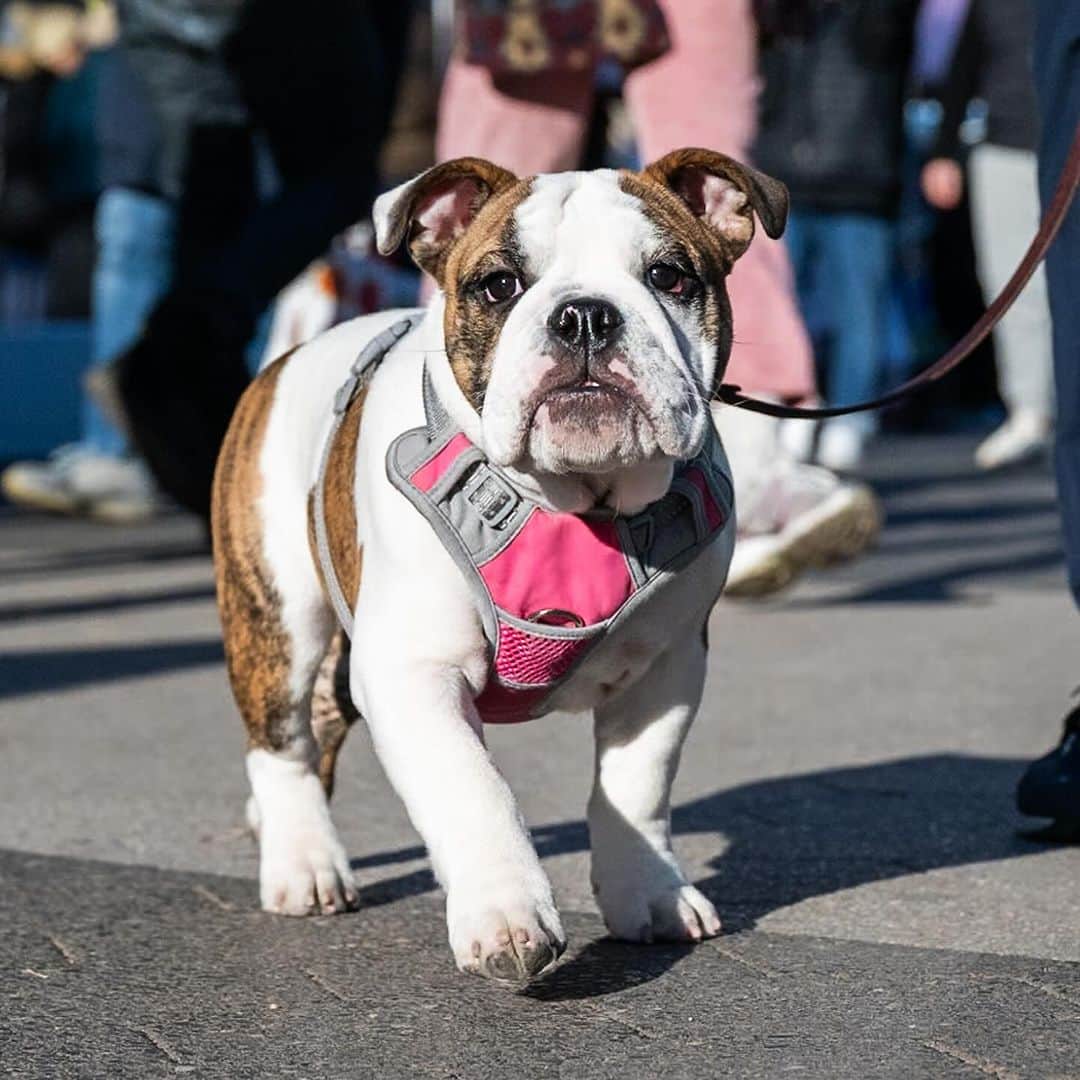 The Dogistさんのインスタグラム写真 - (The DogistInstagram)「Pepper, English Bulldog (4 m/o), Union Square, New York, NY • “She thinks she’s the boss, but you can’t let her know she is or it’ll go right to her head.” @miss_pepperpotts_」12月27日 1時50分 - thedogist