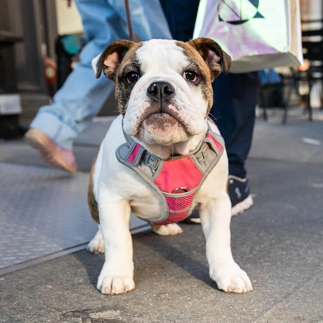 The Dogistのインスタグラム：「Pepper, English Bulldog (4 m/o), Union Square, New York, NY • “She thinks she’s the boss, but you can’t let her know she is or it’ll go right to her head.” @miss_pepperpotts_」