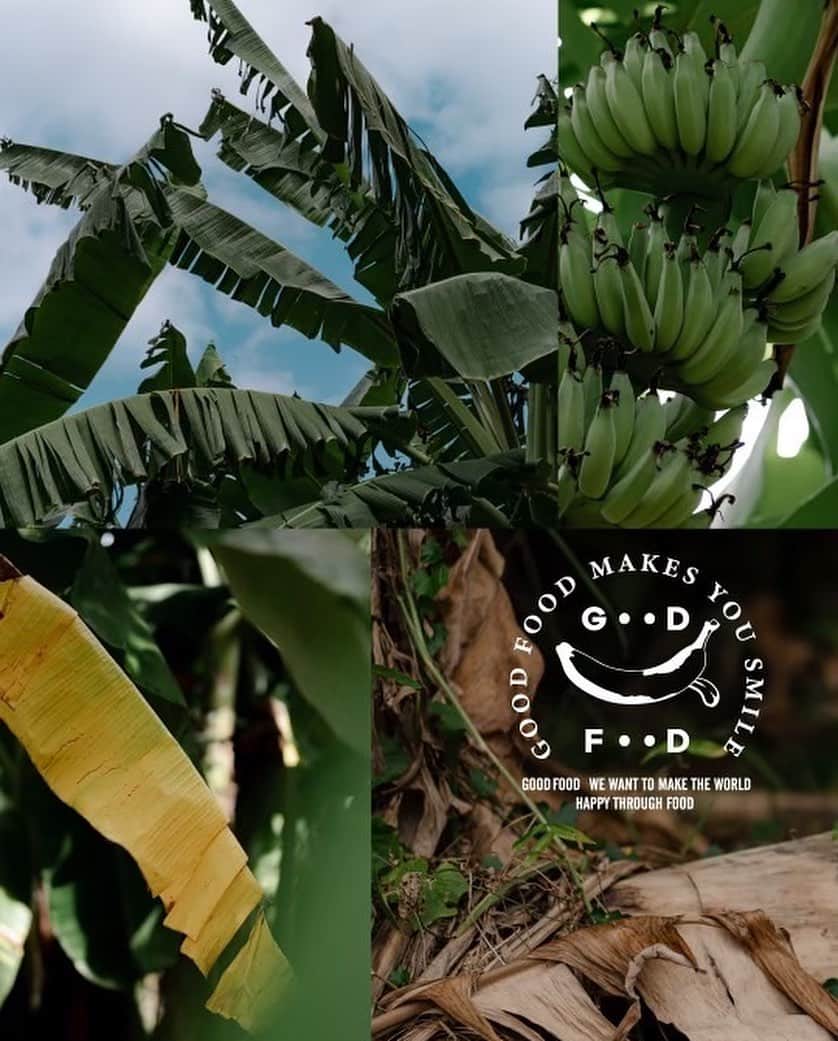 小川暖奈さんのインスタグラム写真 - (小川暖奈Instagram)「-𝔾𝕆𝕆𝔻𝔽𝕆𝕆𝔻-  この度、三共食品（ @sankyofoods ）さんから新たに誕生した サスティナブルなライフスタイルブランド「GOODFOOD（ @goodfood_jpn ）」。 はんにゃ金田さんと一緒にイメージモデルに起用していただきました！！  二次的な環境被害に繋がっているバナナの茎や根。 その茎の繊維を再度生まれ変わらせた「バナナ繊維」から作られたアイテムです！ 優しい着心地にゆ ったりシルエットでリラックスできて、環境にも人にも優しい、太陽が似合うウェアです。 皆さんもぜひ、お手に取ってみてください！🍌☀️  ーーーーーーーーーーーー  ■『𝐆𝐎𝐎𝐃𝐅𝐎𝐎𝐃 』とは？ “私たちは食を通して世界中を幸せにしたい”というテーマに基づき、フードカンパニーだからこその目 線で、これからの“衣食住”を新たに提案するブランドを立ち上げました。  衣→リサイクルや破棄される素材の二次利用で、ロスのないモノ作り 食→私たちがこれまで培ってきた美味しさで、笑顔にするための食作り 住→これからの私たちの未来のための、みんな幸せな地球作り  食品会社として人間が生きるために最も重要な“食”を追求してきた三共食品が、身体に入るものに加 え、触れるものも食品会社の目線から提案する、ライフスタイルブランドとして「衣+食=住む(生きる こと)」と再解釈し、世界中の全ての人が幸せになるブランドを目指しています。 @goodfood_jpn @sankyofoodsboss   ■サスティナブルなアパレルアイテム 食品会社が作るアパレルとして、目を付けたのがバナナの茎。 バナナは実以外の茎や根は破棄されており、それが二次的な環境破壊に繋がっています。そこで茎の部 分の繊維質に着目し、それに含まれる天然繊維を抽出し綿や麻に代わる素材として、再度生まれ変わら せた素材が「BANANA CLOTH」です。 『GOODFOOD』では、食から始まったサスティナブルな意識 が服へと変わり、それがより良い生活に繋がると信じています。  📸撮影／ @mi1_moonstagram   みなさん、ずっと笑ってる楽しい撮影でした！ ありがとうございました！！☺️☀️  #GOODFOOD #三共食品 #BANANACLOTH #バナナ繊維 #サスティナブル」12月27日 13時19分 - ogawah