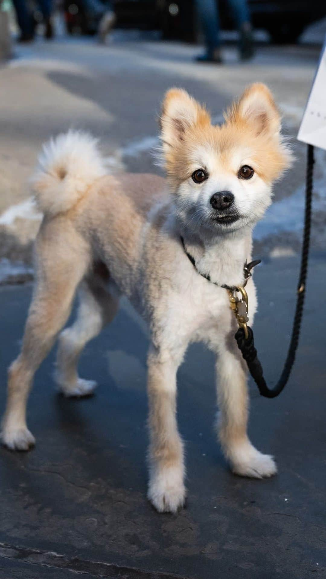 The Dogistのインスタグラム：「Sergio, Pomeranian/Shiba Inu mix (6 y/o), 20th & Broadway, New York, NY • “I was calling him Sir, and at the time I was working with a lot of Italian people – they were like, it’s not Sir, it’s Sergio. So he went from Sir to Sergio – that’s how he became this Italian Casanova. He’s a Jewish Italian Korean New Yorker. If he was younger, he’d be friendlier. He’s getting a little crotchety.” @ciao_sergio」