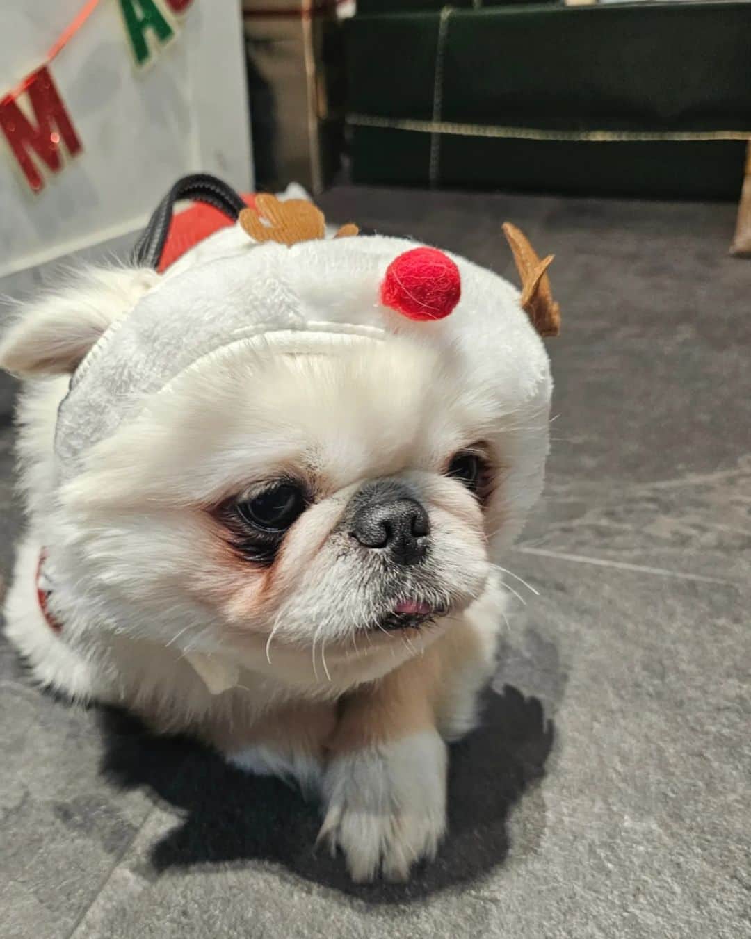杉山由紀子さんのインスタグラム写真 - (杉山由紀子Instagram)「📍NINE(🐶CAFE🌟六本木ヒルズ) @nine9roppongi 代々木にあるNINEさんの新しい店舗✨  なかなかない店内わんこフリーリードのお店✨ フォトスペースもあってこの時はXmasの時なのでまた今は変わってるかも☺️  今回は待望のペキ友ちゃんと初対面♡♡♡ 不思議なご縁で出会えて、素敵なママさんとも色んなお話たくさん出来て楽しかった❤️ ダックスちゃんも可愛くて多頭飼いいなと思ったり✨  店内トイレシートもあり、綺麗で広いのでわんこも楽しそうだった☺️  本当にフリーリードのところやドッグラン増えるといいなって思う✨ もっともっとわんこにも優しい世界を与えてあげたい✨  ↑私のやりたいことのひとつにもなってます。  #犬カフェ #ドッグカフェ #犬同伴可 #犬 #dog #dogstagram #dogsofinstagram #instadog #わんこ #cute #instagood #happy #いぬ #愛犬 #love #dogs #ふわもこ部 #ilovemydog #ペキニーズ #ペキ #ペキスタグラム #はなぺちゃ #鼻短 #しらたまが被ると餅みたい笑」1月12日 15時31分 - yukikosugiyama