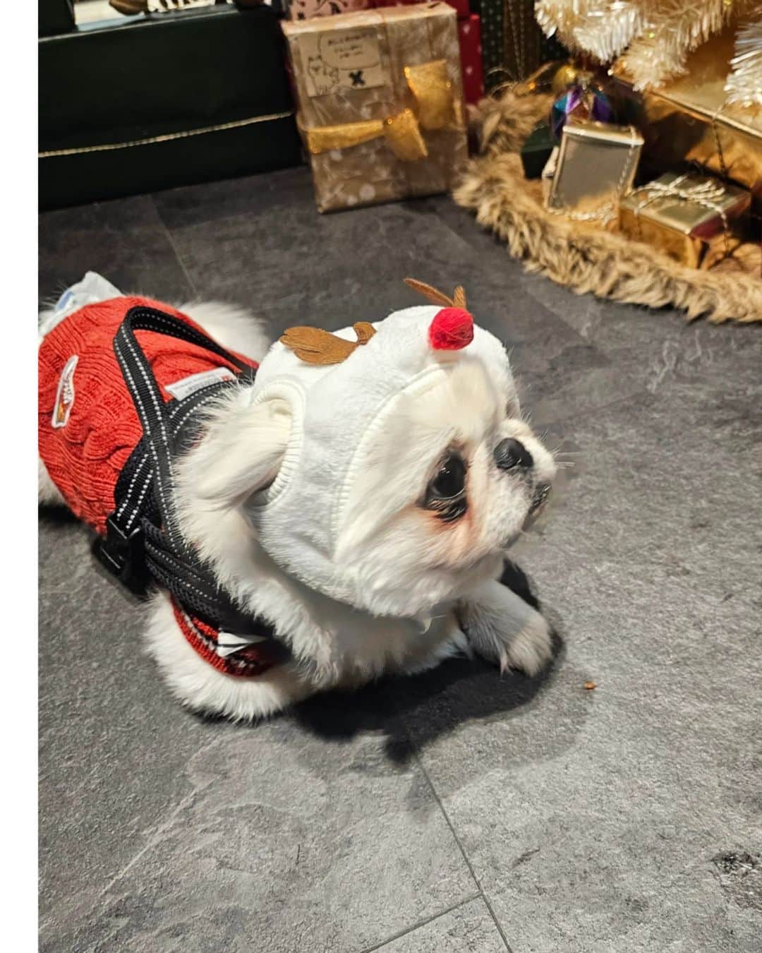 杉山由紀子さんのインスタグラム写真 - (杉山由紀子Instagram)「📍NINE(🐶CAFE🌟六本木ヒルズ) @nine9roppongi 代々木にあるNINEさんの新しい店舗✨  なかなかない店内わんこフリーリードのお店✨ フォトスペースもあってこの時はXmasの時なのでまた今は変わってるかも☺️  今回は待望のペキ友ちゃんと初対面♡♡♡ 不思議なご縁で出会えて、素敵なママさんとも色んなお話たくさん出来て楽しかった❤️ ダックスちゃんも可愛くて多頭飼いいなと思ったり✨  店内トイレシートもあり、綺麗で広いのでわんこも楽しそうだった☺️  本当にフリーリードのところやドッグラン増えるといいなって思う✨ もっともっとわんこにも優しい世界を与えてあげたい✨  ↑私のやりたいことのひとつにもなってます。  #犬カフェ #ドッグカフェ #犬同伴可 #犬 #dog #dogstagram #dogsofinstagram #instadog #わんこ #cute #instagood #happy #いぬ #愛犬 #love #dogs #ふわもこ部 #ilovemydog #ペキニーズ #ペキ #ペキスタグラム #はなぺちゃ #鼻短 #しらたまが被ると餅みたい笑」1月12日 15時31分 - yukikosugiyama