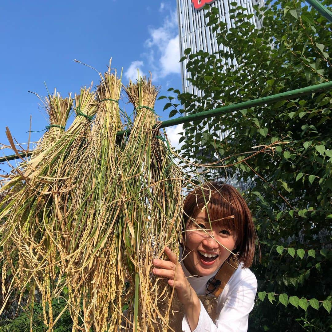 久保田夏菜さんのインスタグラム写真 - (久保田夏菜Instagram)「2023年、満点ママの #クボカナのenjoy田舎暮らし コーナーでは JAグループ広島さんとコラボさせていただきました。  なんと、 TSSの屋上で バケツ稲と野菜作りにチャレンジ！  棚田さんも私も バケツでの稲作りは初めて。 本当にできるの？というところからスタートしました。 もちろん、私たち2人では心許ないので 農家さんにも来ていただいて、アドバイスをもらいながら…。  雨が少なかったり、夏が暑すぎたり 作物にはなかなか大変な気候でしたが なんとか無事に、お米も野菜も美味しくできあがりました！  脱穀や精米なども機械を使わず、手作業で。 昔はこうやって一粒一粒やってたんですねと話しながら 収穫を喜んで😙 貴重な経験をさせていただきました。  驚くべきは、バケツでお米ができるということは お庭やベランダでもできちゃうってこと！！ すごい🫢  どうやってお米ができるのか？ 家族で育てながら学ぶことができますよー。  @jagrouphiroshima さんでは 一緒に取り組む企画もされているので 気になる方は、ぜひ来年！！！  改めて、写真を振り返りながら 今までとは少し関わり方の違う米作りでこれもまた楽しかったなーと懐かしんでおります😂😂  番組で見届けてくださった皆さま、 ありがとうございました🙇‍♀️🙇‍♀️🙇‍♀️  @tss_mantenmama  @jagrouphiroshima   #満点ママ　#TSS #クボカナのenjoy田舎暮らし #バケツ稲作り #バケツ稲チャレンジ」12月30日 1時57分 - kanakubota0805