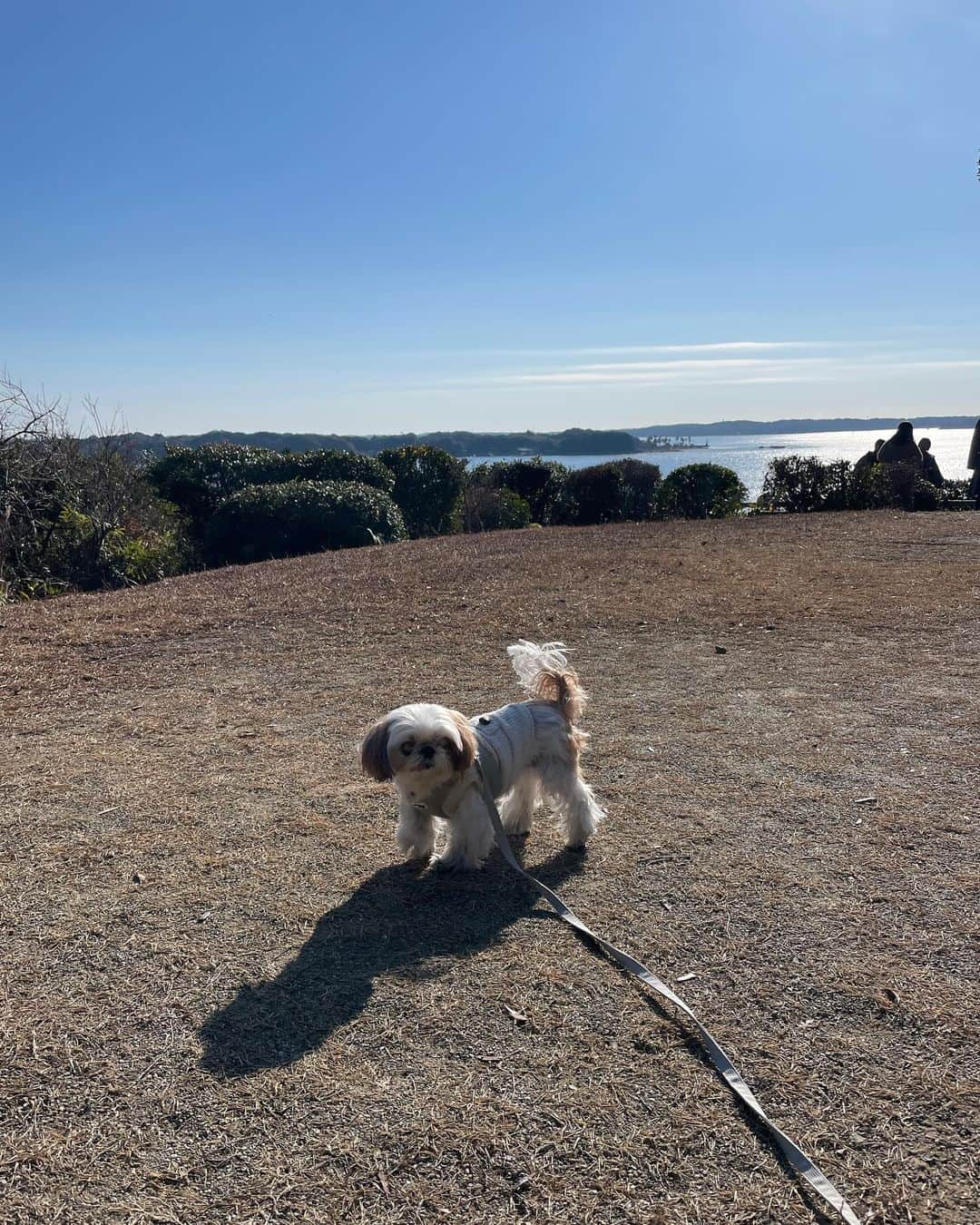 いりこのインスタグラム：「年末旅行はいりこも一緒に。 犬連れで泊まれるところが増えてきてうれしい。 @nemu_resort   次の日は鳥羽水族館へ。 いりこはカートの中でずっと寝てた💤  近鉄特急も快適でした✨  #shihtzu #chihuahua #mix #dog #instadog #ilovemydog #cute #犬 #いぬ  #dogstagram  #いりこ #いりこと娘」