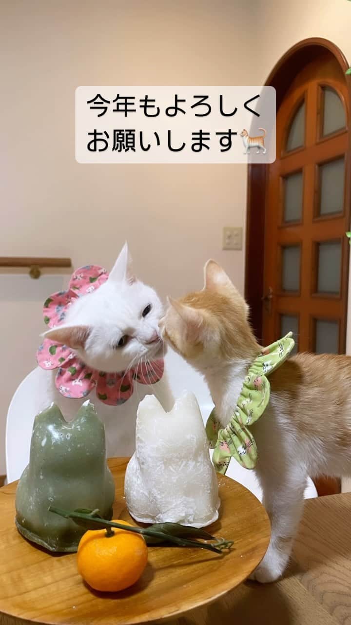 maimocotoのインスタグラム：「あけましておめでとうございます🎍 恒例行事となりつつある #猫鏡餅 ✨今年も大成功👏  『まーまのドヤ顔がちょっとイラッとしちゃうの、あたち』  今年も優しい皆様に見守ってもらいながら猫活がんばります🐈 よろしくお願いします♪  #コトムービー #2024」