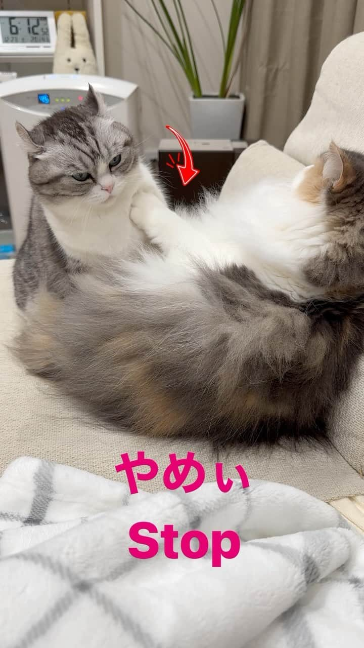 こむぎこまるのインスタグラム：「. . . この後喧嘩になったのです😽💕😺 . After this, the two cats fought.😽💕😺 . . . #顔面にパンチくらってたあれです #拒否する猫  #9gag #adorablecats #beautifulcatsofinstagram  #munchkins #norwegianforestcat  #funnycats #funnycatsvideo  #fluffycats #ふみふみ #catstagramcat」