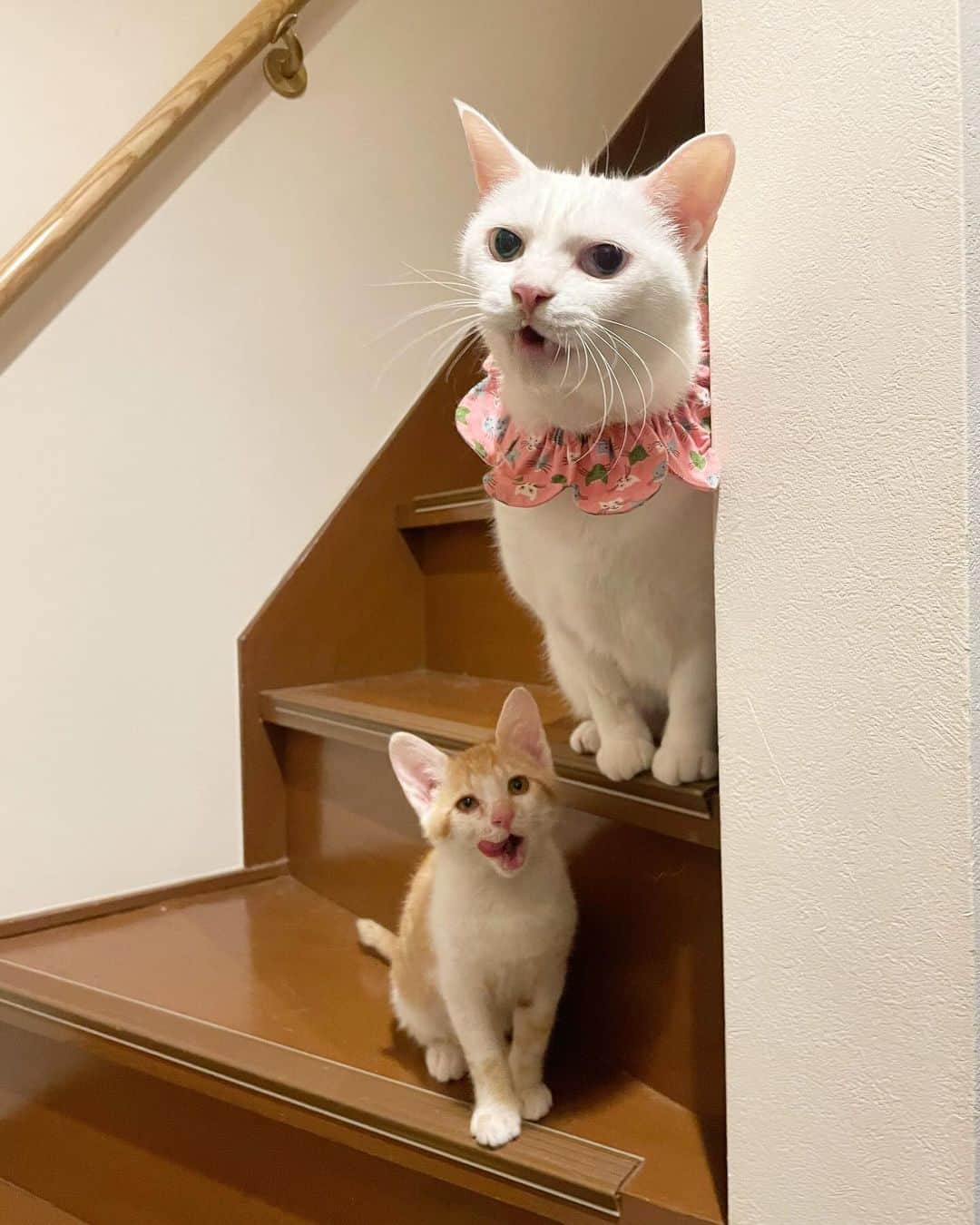 maimocotoのインスタグラム：「『おかしゃん、おかえりー🧡』 『まーまに早く会いたかったの、あたち🩵』 バレエのレッスンから戻ったら2人でお出迎えしてくれたよ🩰 トライアル中のアリス君が居なくなってから、 #コトとチコ に愛されてすくすく育っているリンゴ君🍎 お腹だしてくねくねされると、チコも嬉しくてしょうがないみたい。わかるよ、その気持ち😊  #チコはとっても元気になりました  ※震災で被害に遭われてしまった方で東京に避難できる方はうちのシェルターで愛猫ちゃんと暮らせます。愛猫ちゃんだけでもお預かりできます。ご連絡下さい。 #保護猫ハウスmocoto」