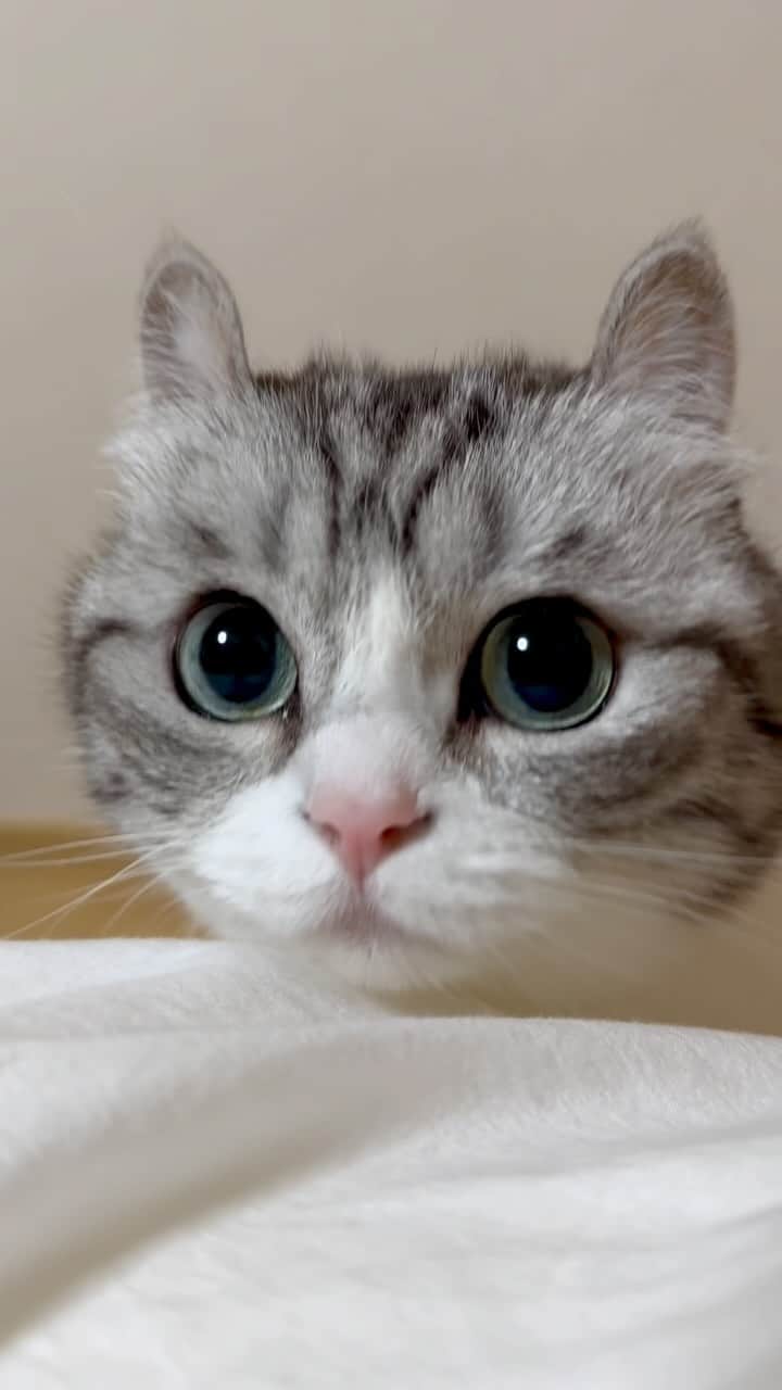こむぎこまるのインスタグラム：「. . . くんくんくん😽🩷 . Smell😽🩷 . . . #何か匂いますか？ #飼い主の独り言はコメント欄  #9gagcute  #cats_of_instagram  #catface #catnose  #munchkinlovers  #短足マンチカン #meowbeauties  #catstagram_japan  #catstagramcat  #adorablecatsofinstagram  #pinkynose」