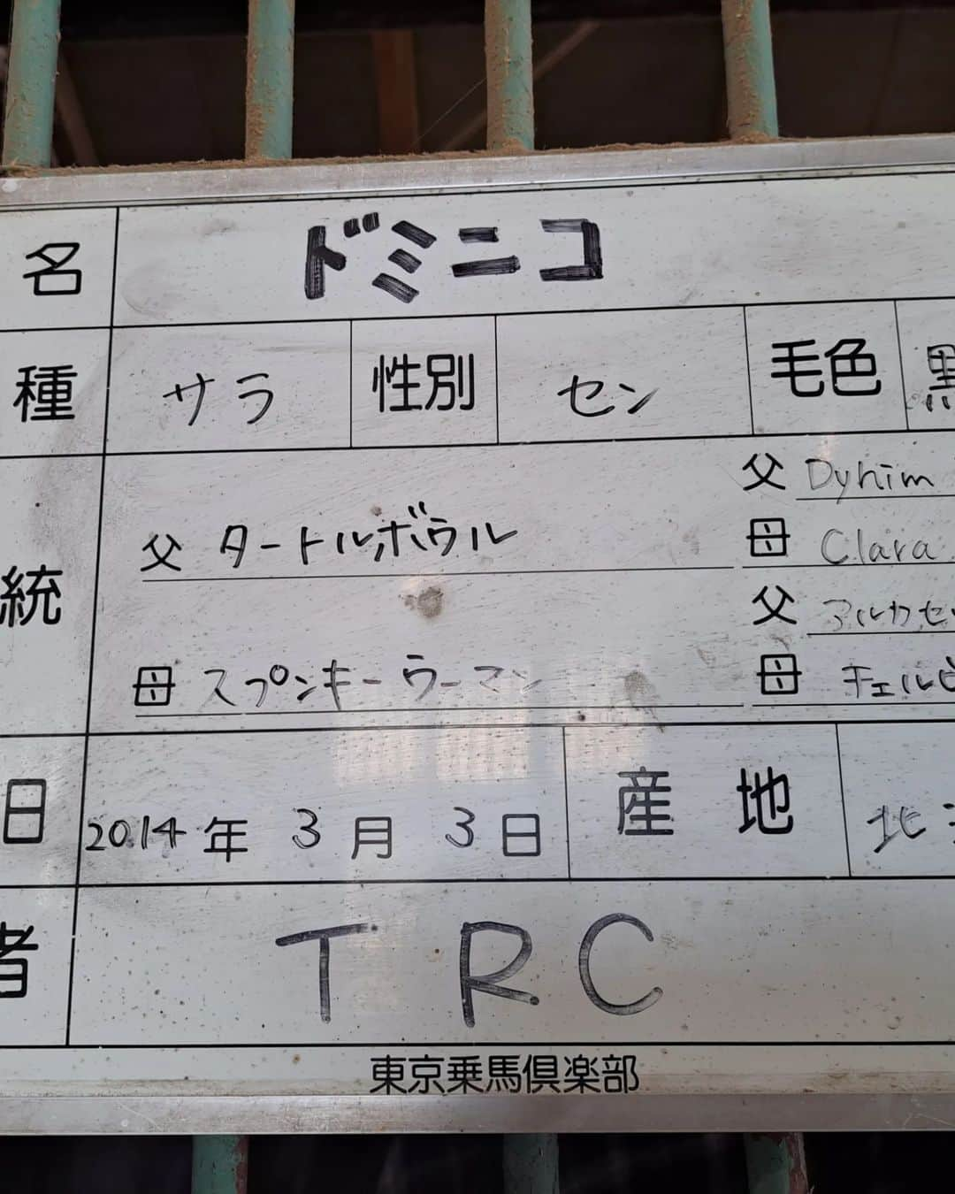 宇月田麻裕さんのインスタグラム写真 - (宇月田麻裕Instagram)「1/5　#ドミニコ　#乗馬日記　「はつのり～」　#サダムドミニック　あらためドミニコ　 レッスンは、にこちゃんこと「ドミニコ」＆Ｋ先生　 1/5 乗馬初乗り。乗り初めは　乗りおさめと同じ　#ドミニコ　 この日も、とってもいこ💖　近寄っても平気だし、手もぺろぺろしてくれます。可愛い性格。  馬場では、最初は、鞭は持ちませんでしたが、途中から、ほぼ使いませんが、手に持っているだけ。そのほうが動きます。  駈歩発進、体も手綱もブレブレの下手な私が駈歩しても、しっかり発進してくれます。 私の体がぶれずに安定するようにして乗る。課題です。 駈歩の途中で、馬が頭を下げようとしたら、シッカリと手綱を持ちつつ、同時に脚で扶助する。 これ、手綱だけで頭を上げようとしてしまうため、駈歩から速歩に落ちてしまいます。 このタイミングをキチンとせねばです。  乗っていませんが、この日の　#ホワイトアルバム　 とってもご機嫌が良く、ずっと手をぺろぺろとしてくれます。　 ぺろぺろしている時って、おやつあげているように見えますが、あげてませんよー。私の手をおやつにしている？だけですー。　 ドミニコも、私の手がおやつがわり？　洗い場で、いっぱいぺろぺろ。可愛い💕　この可愛いまま、育って欲しいです！ #北駿ホースヴィラ　さんから来ました。」1月7日 22時48分 - mahiro_utsukita