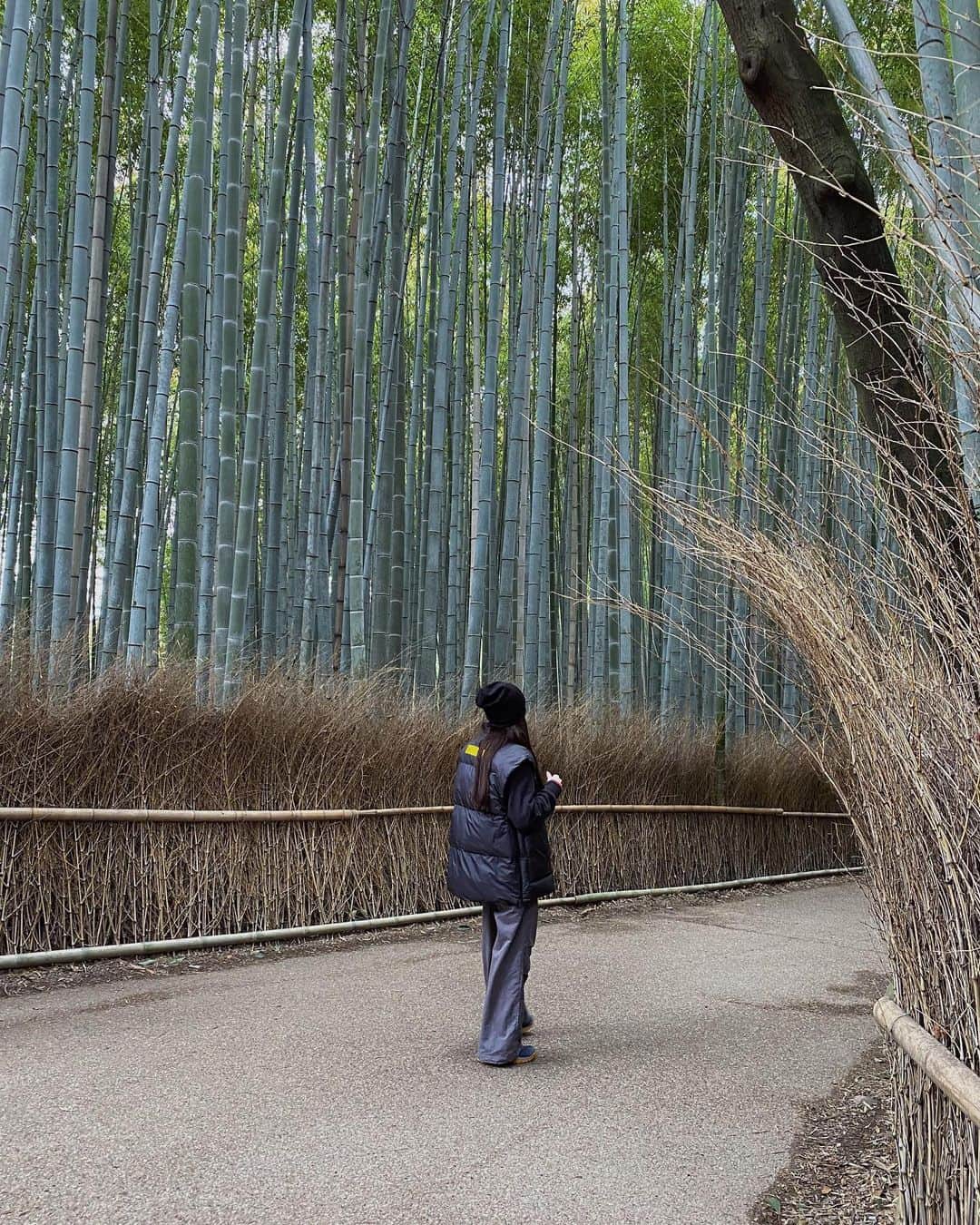 Jessica Garland-Blakeさんのインスタグラム写真 - (Jessica Garland-BlakeInstagram)「Kyoto highlights 🍙🎍 •always beautifully packaged fruit! 🍈 •Bamboo forest  •Monk restaurant @yoshihiroimai  •Starters at Monk •Shibori workshop  •Seaweed on porridge @ohana8kyoto  •Train to Arashiyama  •Coffee with a view @arabica.kyoto  •Fuji San 🗻」1月14日 21時42分 - jessicagarlandblake