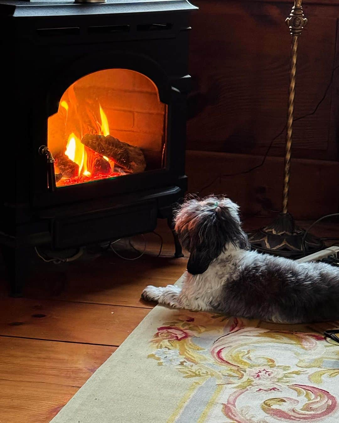 ラファエル・スバージさんのインスタグラム写真 - (ラファエル・スバージInstagram)「Stay warm out there!! Find your warm spot and stay.   #dogsofinstagram #dogsbythefire #hotdog」1月15日 23時19分 - raphaelsbarge