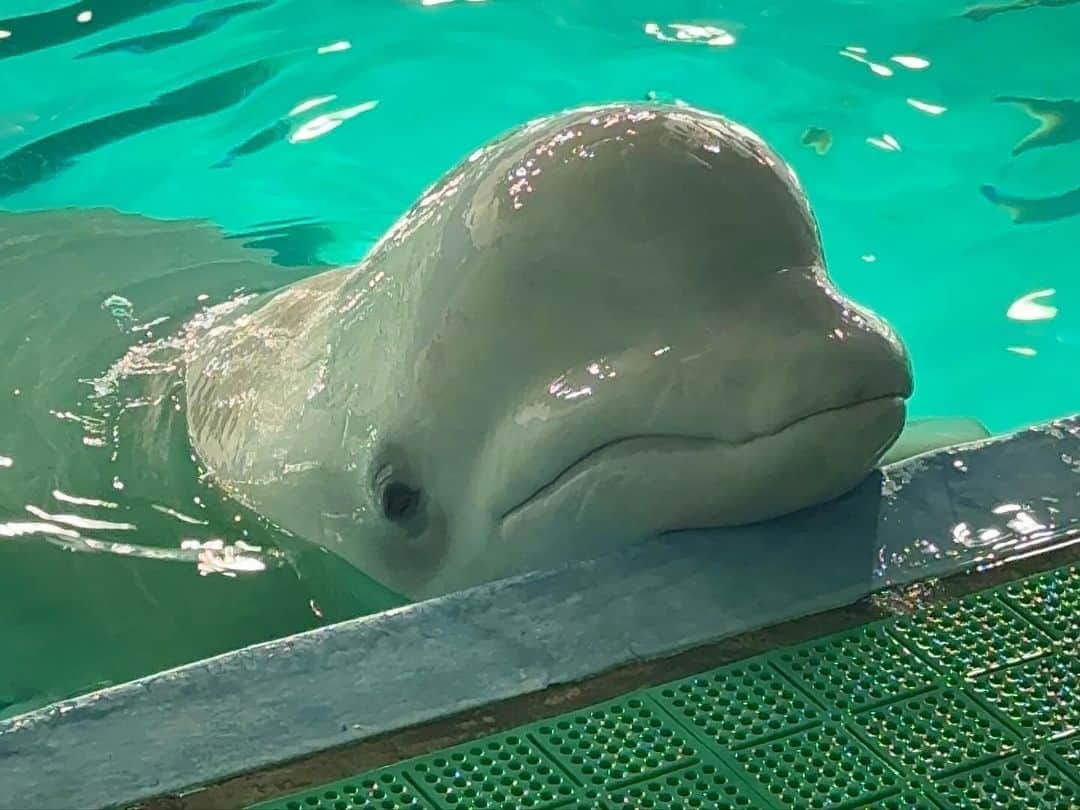 大塚里香さんのインスタグラム写真 - (大塚里香Instagram)「癒し🐬 鴨シー  #aquarium #chiba #dolphin #love #鴨シー #癒し #鴨川シーワールド #イルカ #ベルーガ #白イルカ #大好き #水族館 #ふれあい #🐬 #penguin #pingo #ピングー #ペンギン #🐧」1月24日 0時34分 - rika_rcoco