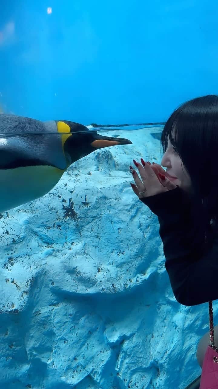 大塚里香のインスタグラム：「Penguin 🐧 🖤🩶  #aquarium #chiba #dolphin #love #鴨シー #癒し #鴨川シーワールド #イルカ #ベルーガ #白イルカ #大好き #水族館 #ふれあい #🐬 #penguin #pingo #ピングー #ペンギン #🐧」