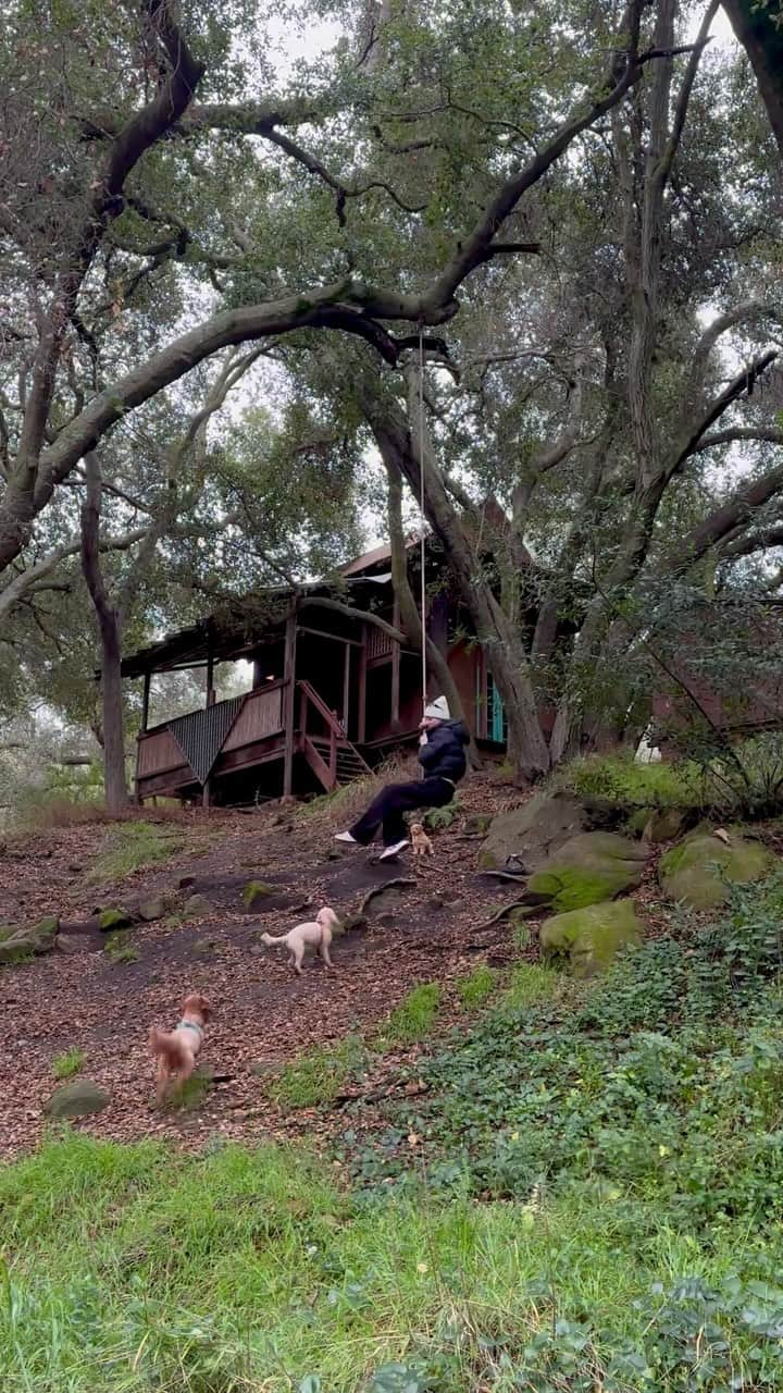 チャーリー・ジョーダンのインスタグラム：「A wild pack of golden doodles appear 🌲✨」