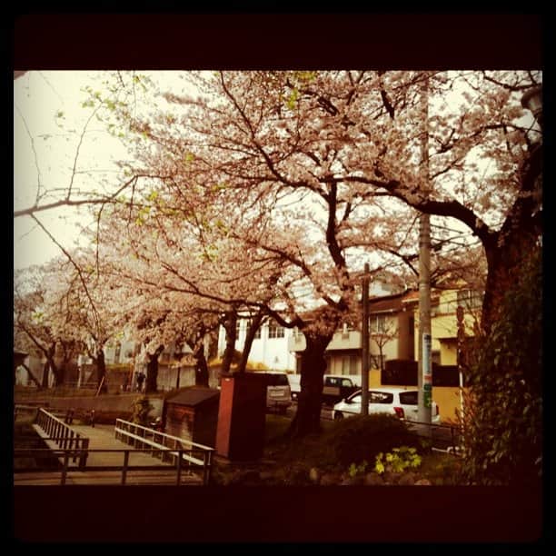 清水わかこのインスタグラム：「近所の公園。桜満開だった！」