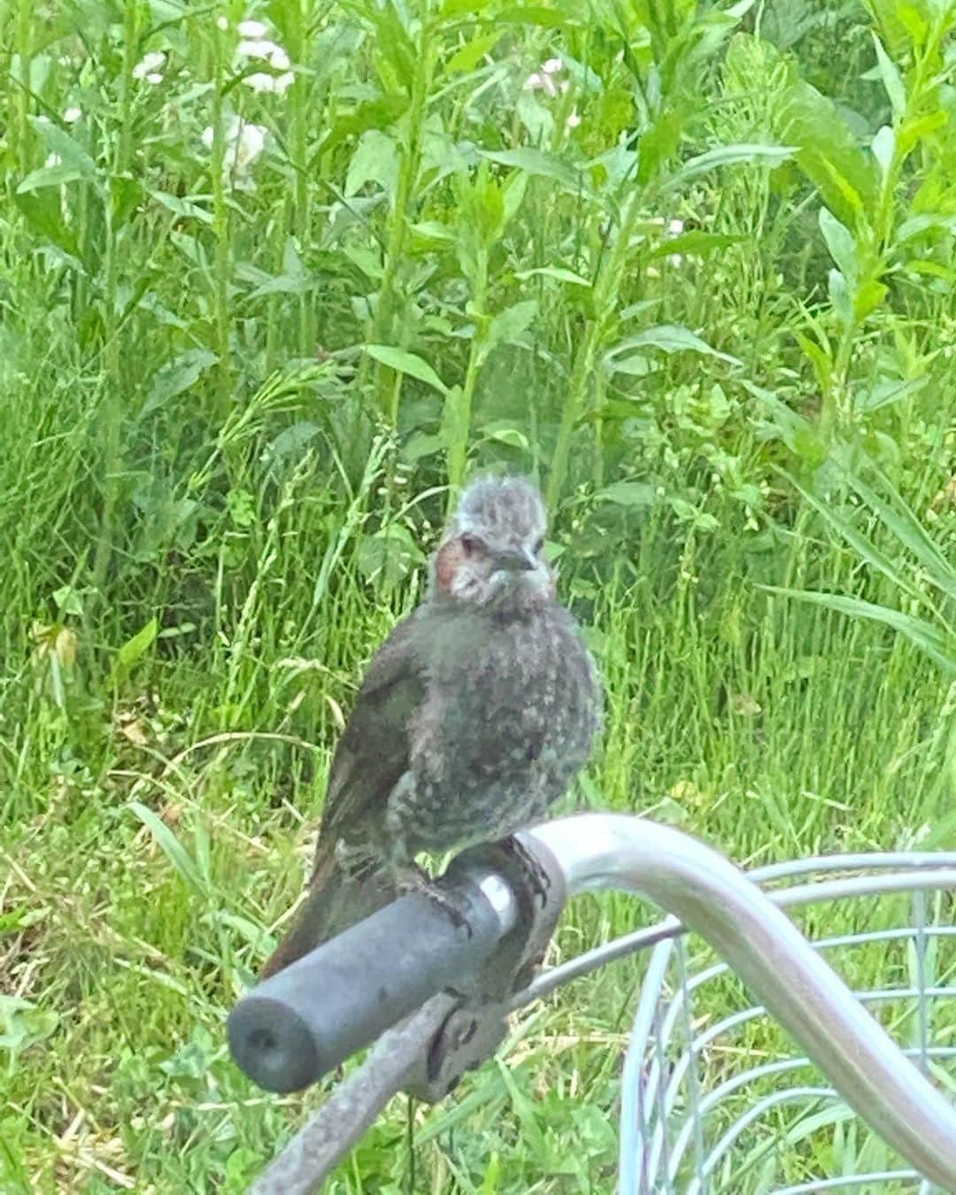 島崎直也のインスタグラム：「庭の自転車がお気に入りみたい😁  #ヒヨドリ #軽井沢 #karuizawa」