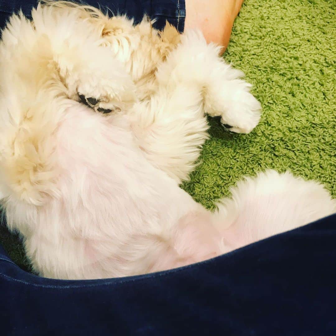 北山陽一のインスタグラム：「久々にリビングで心からくつろいだら、さらなる上手が来たw #きたやまおもち」