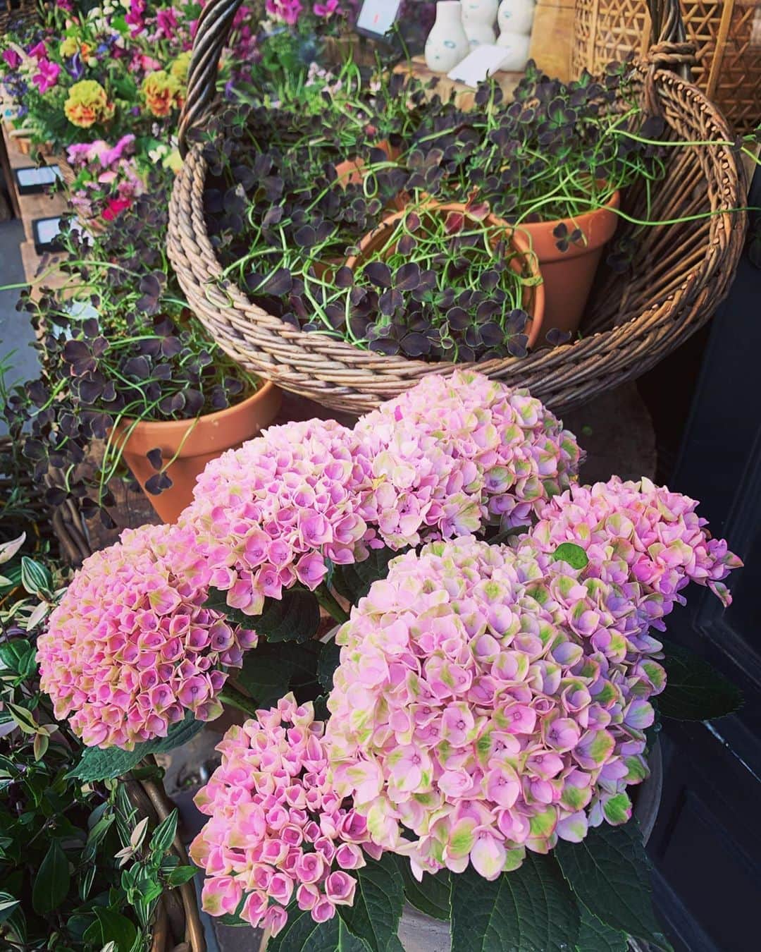 辻仁成さんのインスタグラム写真 - (辻仁成Instagram)「綺麗なピンクに、思わず、優しい気持ちになれました。」6月4日 3時26分 - tsujihitonari