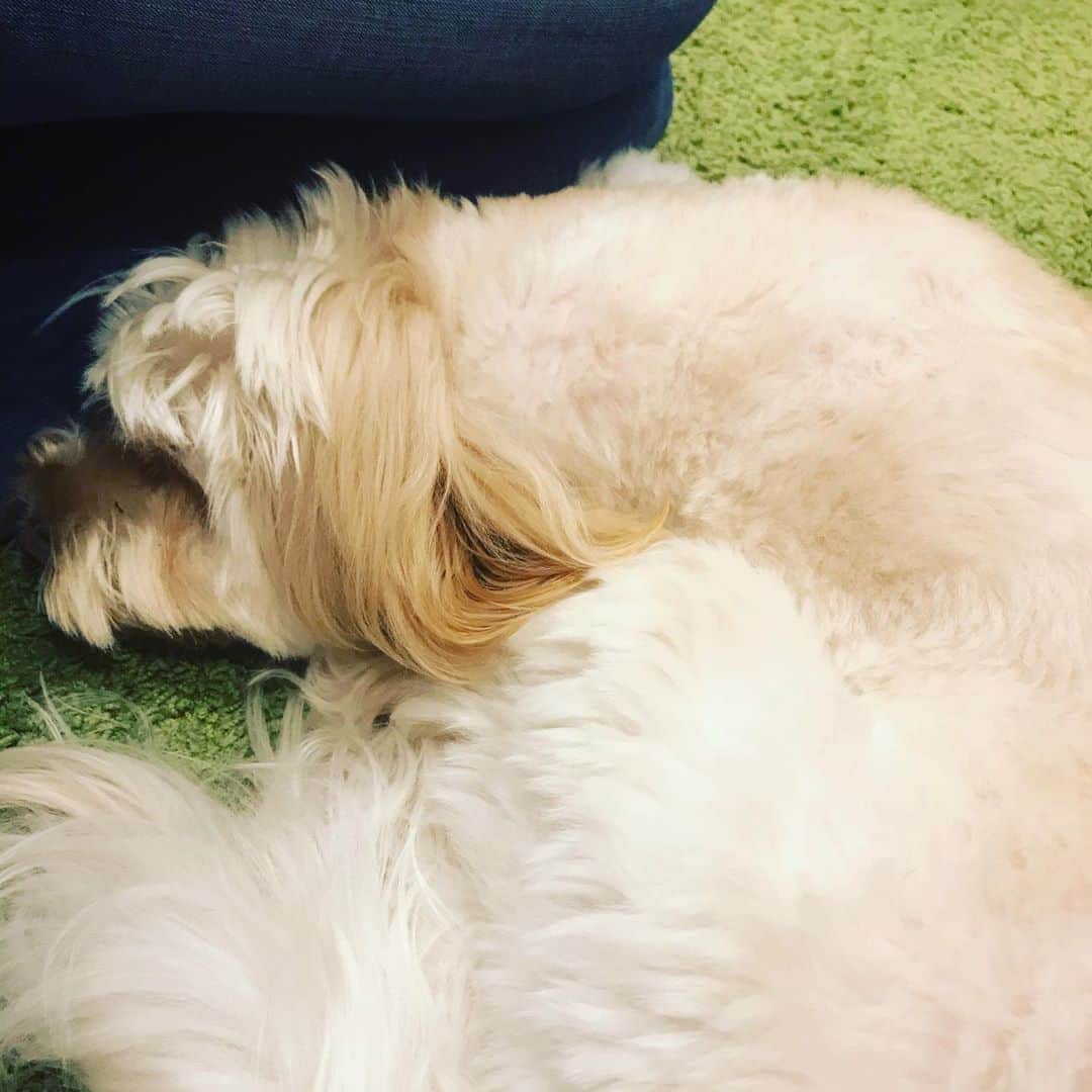 北山陽一のインスタグラム：「ずっとほったらかしてごめんな……三週間も経ってたか…… #きたやまおもち」