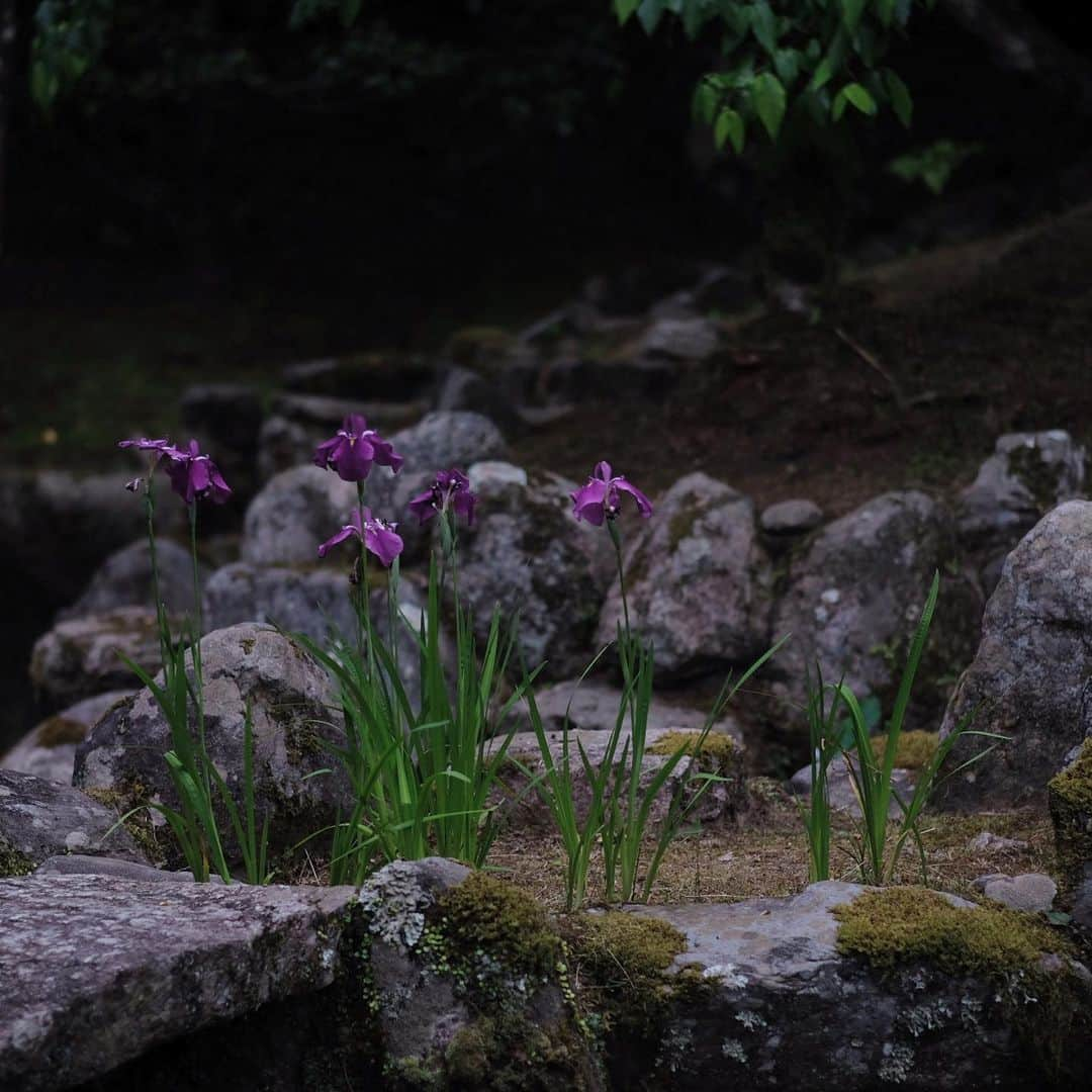 奈良 長谷寺 / nara hasederaさんのインスタグラム写真 - (奈良 長谷寺 / nara hasederaInstagram)「むらさき色の#夏の夕  It's hot in the daytime but cool in the evening.  #Hydrangea has begun to color.  #長谷寺 #奈良長谷寺 #総本山長谷寺 #花の御寺 #奈良 #hasedera #hasederatemple #temple #japan #japanesetraditional #pilgrimage #nara #tourism #sightseeing #japanesetemple #西国 #西国三十三所 #霊場 #巡礼 #四寺巡礼 #長谷寺が好き」6月3日 18時58分 - hase_dera