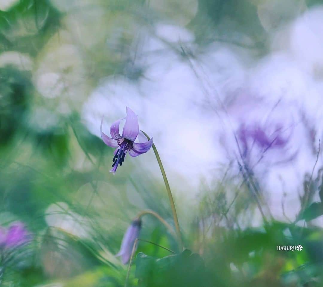 花の写真館のインスタグラム：「Photo by @haruru0927.⠀ https://instagram.com/haruru0927/⠀ .⠀ Original Post[投稿いただいたURL]⠀ https://www.instagram.com/p/B-dEEqMpBkh/⠀ .⠀ 本アカウントは、 #私の花の写真 をつけてInstagramに投稿された皆さまの花の写真や、「花の写真館」Facebookページで投稿された花の写真を紹介します。⠀ 「花の写真館」Facebookページは、「 @floral.photograph 」のプロフィールにあるURLからご覧ください。⠀ .⠀ ※各自、政府、自治体など公的機関の指示に従った行動をお願いします。⠀⠀ 東京カメラ部および分室では、写真を「見る楽しみ」を提供することを通して、微力ながら皆様にわずかな時間でも癒しをお届けしたいと思っております。⠀ ※本アカウントは東京カメラ部がFacebook、Instagramのサービスを利用して運営しているもので、Facebook社・Instagramとは一切関係ありません。⠀ .⠀ #花の写真館 #floralphotograph #floralphoto #flower #flowers⠀ Follow: @floral.photograph」