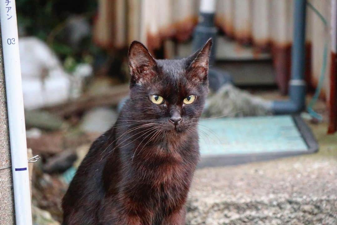 まりゑさんのインスタグラム写真 - (まりゑInstagram)「いつか会った、黒猫ちゃん。 なんとも言えない凛々しく、強く生きている表情がとても良きです🐈✨ #まりゑカメラ #ゑカメ  #猫 #のら猫 #強い #眼差し  #真っ直ぐ #cat #catgram #photo」6月3日 19時49分 - manmarumarie