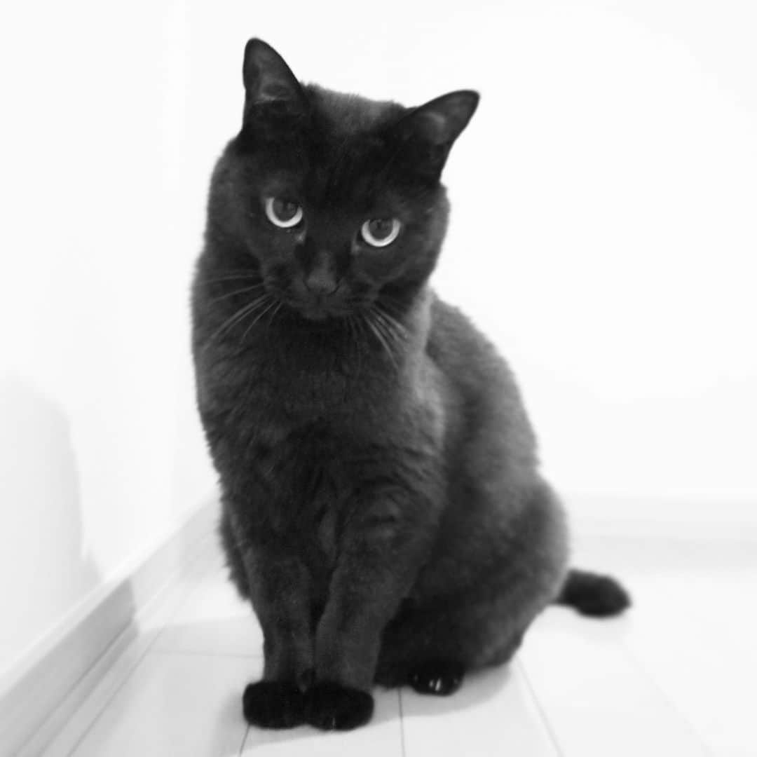のインスタグラム：「ピーちゃん😺 去年から城跡巡りをしてたんだけど、今は無理だなー🏯シンデレラ城も見たいなー🏰」