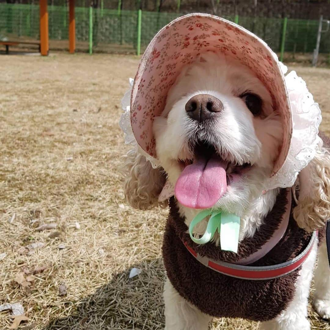 ミンヒ さんのインスタグラム写真 - (ミンヒ Instagram)「가장 빛나는 보석이 된 우리 천사 보리🐶💎 언니 꿈에 많이 찾아와줘...알겠지? 너무 많이 사랑해 내 동생❤️」6月3日 20時03分 - juminhee