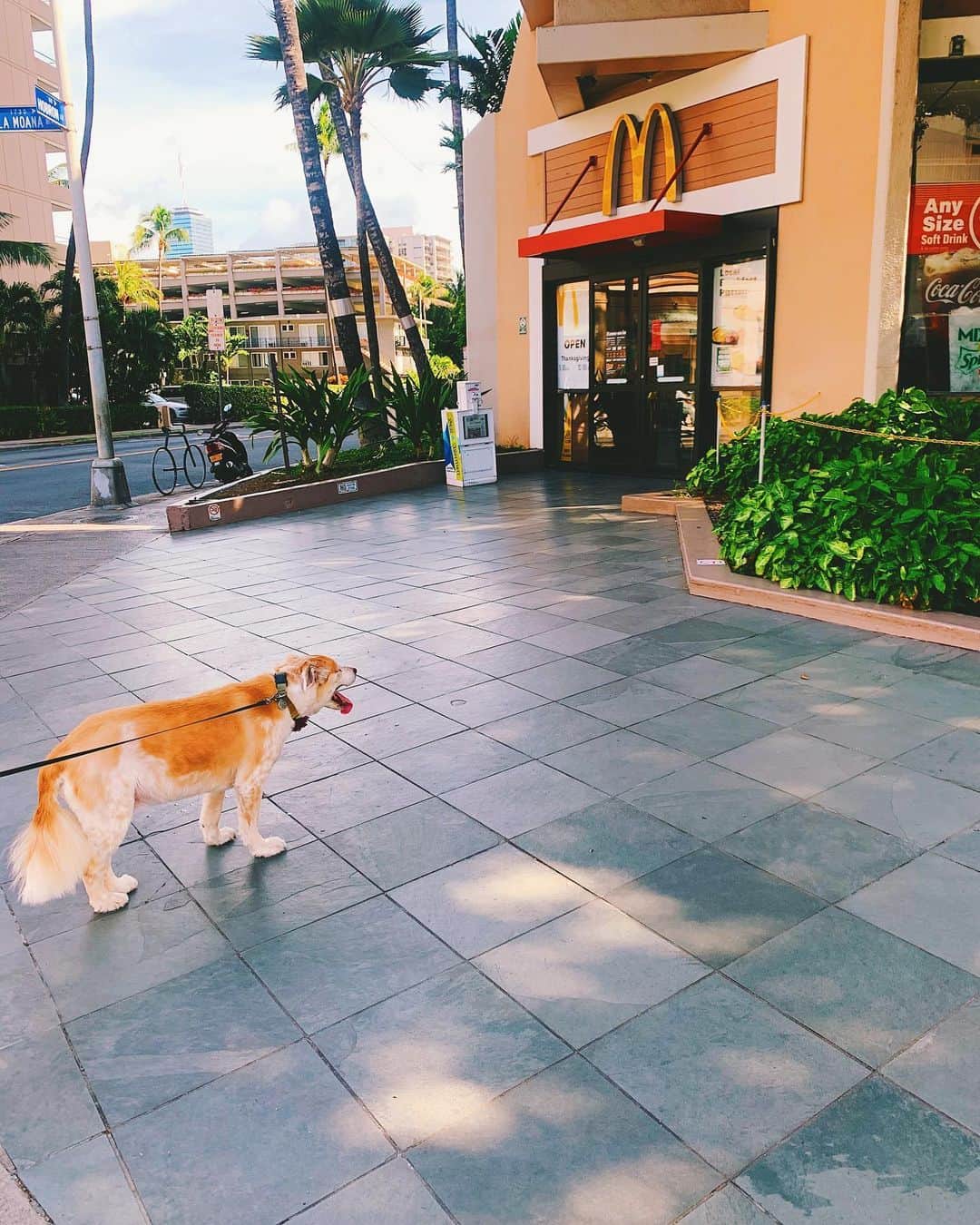 のインスタグラム：「🐶🍔 #jj #tflers #tbt #hamburger #dog #hungry  #わかるぜその気持ち」