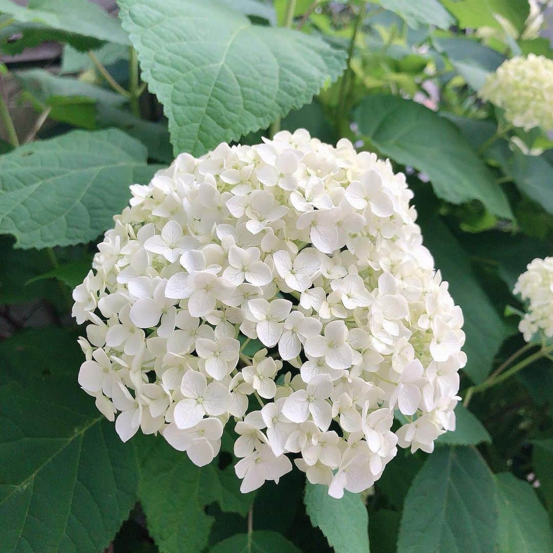 川田裕美さんのインスタグラム写真 - (川田裕美Instagram)「真っ白なアジサイ✨アナベルって、すごく可愛い名前🥰」6月3日 20時09分 - hiromikawata163