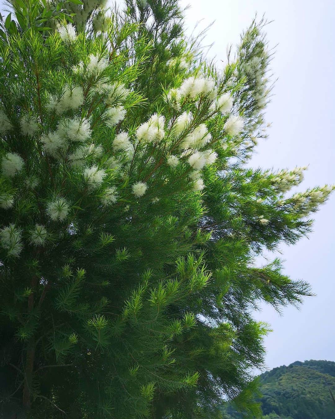 sho.candyさんのインスタグラム写真 - (sho.candyInstagram)「. ふわふわの白い花、ティーツリー。 ティーツリーのアロマの香りが好きで 小さな苗木を見つけたとき、 おお！これがあのアロマの！と、 感動して買ったのが８年前。 大きくなるので剪定が大変ですが 初夏に咲くこのふわふわの花がかわいくて毎年の楽しみです♪ . . . #ティーツリー#メラレウカ#家#モルタル#花のある暮らし#花#花のある生活 #インテリア#暮らしを楽しむ#暮らし#季節を楽しむ#庭#ガーデン#ガーデニング#アロマ」6月3日 20時28分 - sho.candy