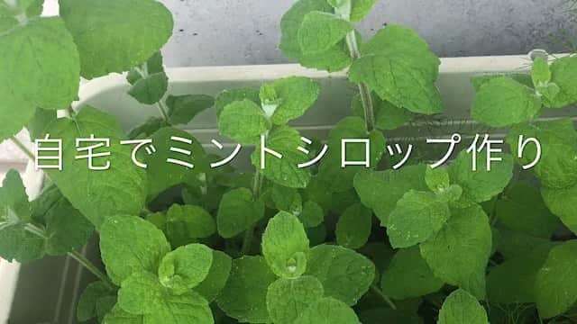 加藤紀子のインスタグラム：「なぜに煮詰めてるところを撮り忘れたのか…😭 #アップルミント #モヒートを飲みたくて #二の腕どんまい #コンポスト」
