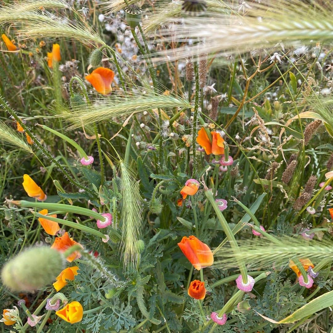 ナオミ・シマダのインスタグラム：「During this period of isolation, I’ve been experimenting with making flower essences with plants and flowers I’ve found growing around me for loved ones, to try to heal anxiety, deep-rooted trauma + fear. I am very new to intuitive herbalism but my intention with it feels real and clear. That we need to create collective autonomy, self-defence, resilience and healing to capitalism, state-violence + all forms of oppression. I often feel like conversations around racial justice tend to center solely on action/reaction and not on the deep healing that is also needed for this work, so I would really love to extend this form of care to anyone of Black + Indigenous descent who needs some deep restorative healing right now. Drop me a DM with your address + I will do my best to get you one🌷」